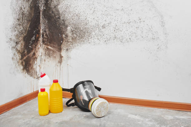 Best Mold Removal Process  in Golden Valley, MN
