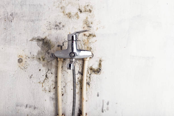 Best Affordable Mold Removal  in Golden Valley, MN