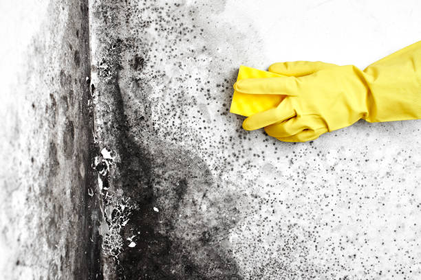 Best Office Mold Removal Services  in Golden Valley, MN