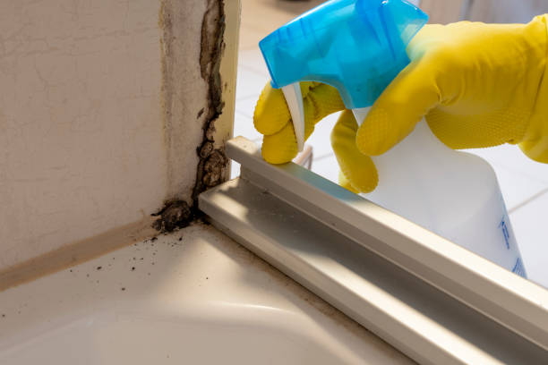 Best Same-Day Mold Removal  in Golden Valley, MN