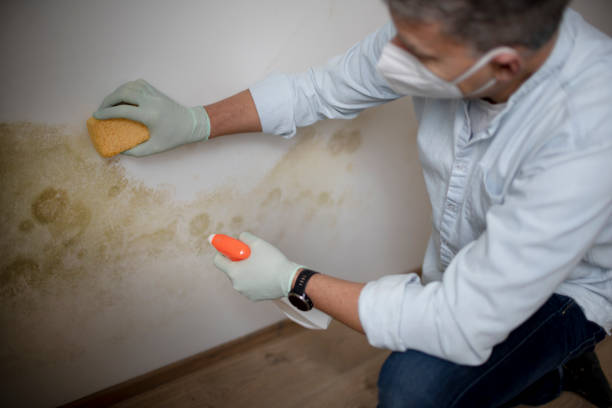 Best Mold Testing  in Golden Valley, MN