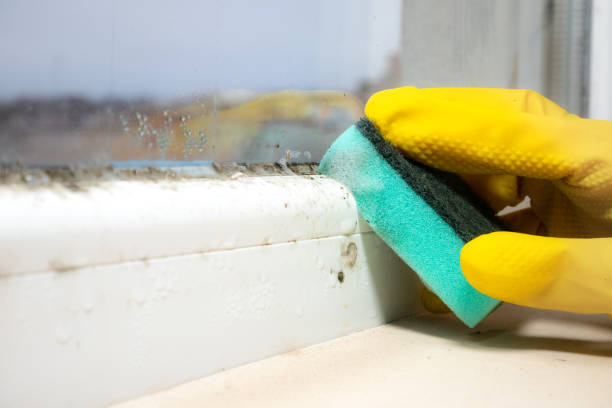 Best Commercial Mold Removal  in Golden Valley, MN