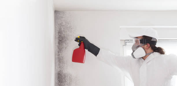 Mold Testing and Removal in Golden Valley, MN