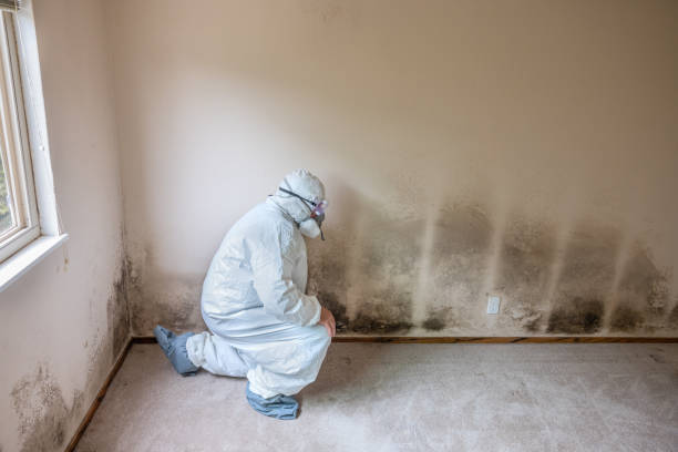 Best Mold Removal and Inspection  in Golden Valley, MN