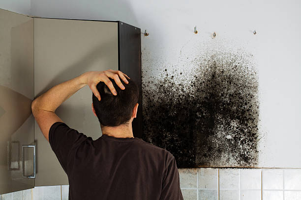 Golden Valley, MN Mold Removal Company